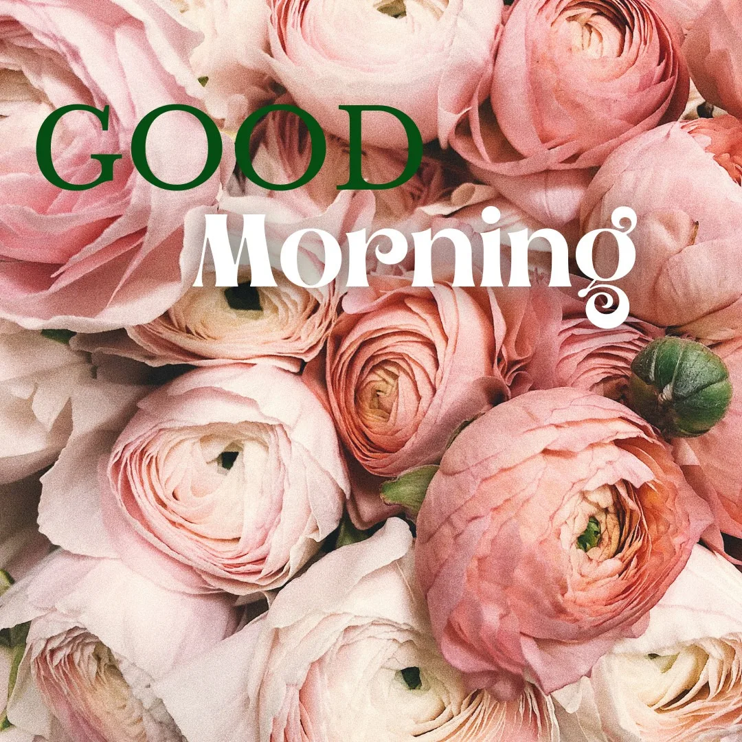 Good Morning Message in Pink Rose Image