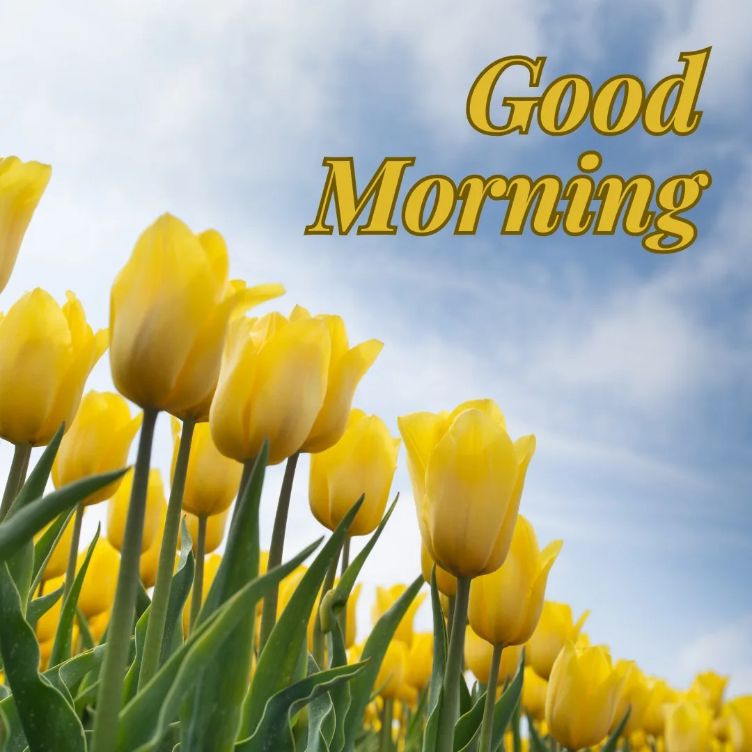 Good Morning Message in Yellow Tulip Garland with Cloudy Sky