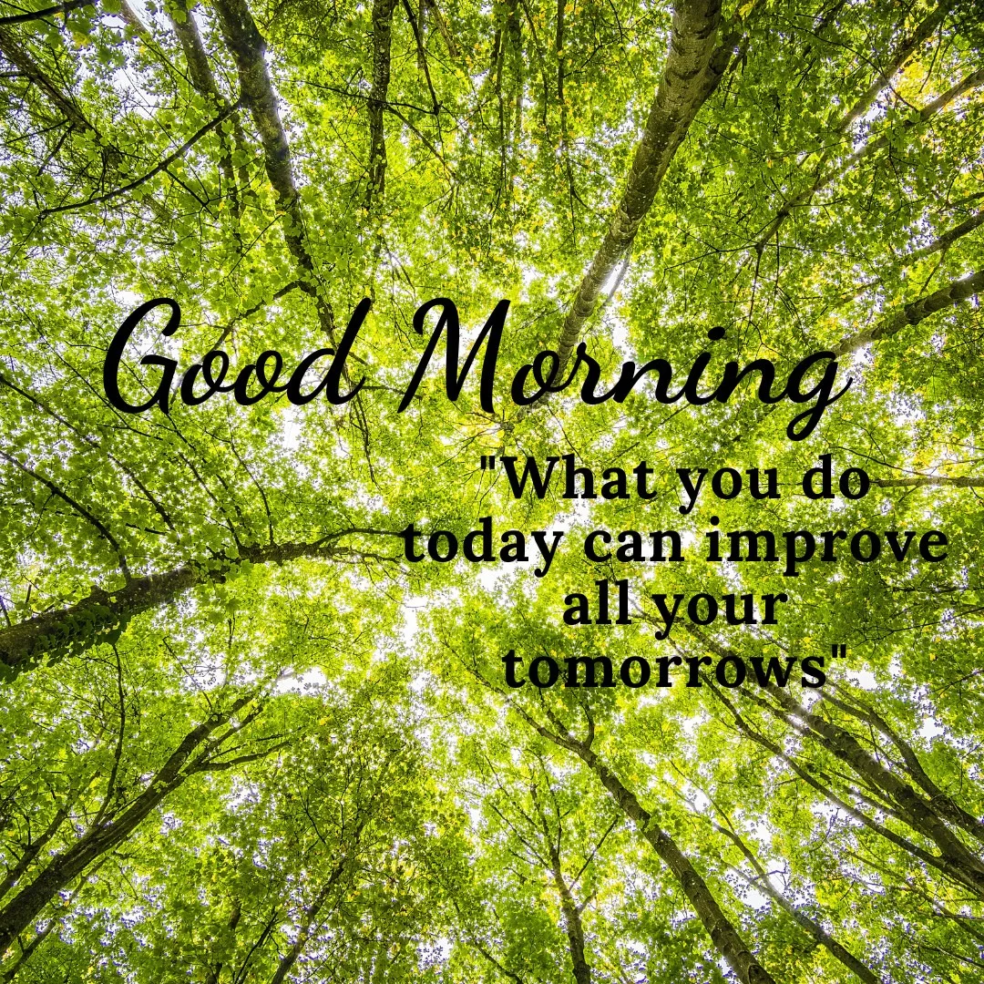 Good Morning Message With Quote /Sunlight is coming throught Tall Greeen Trees