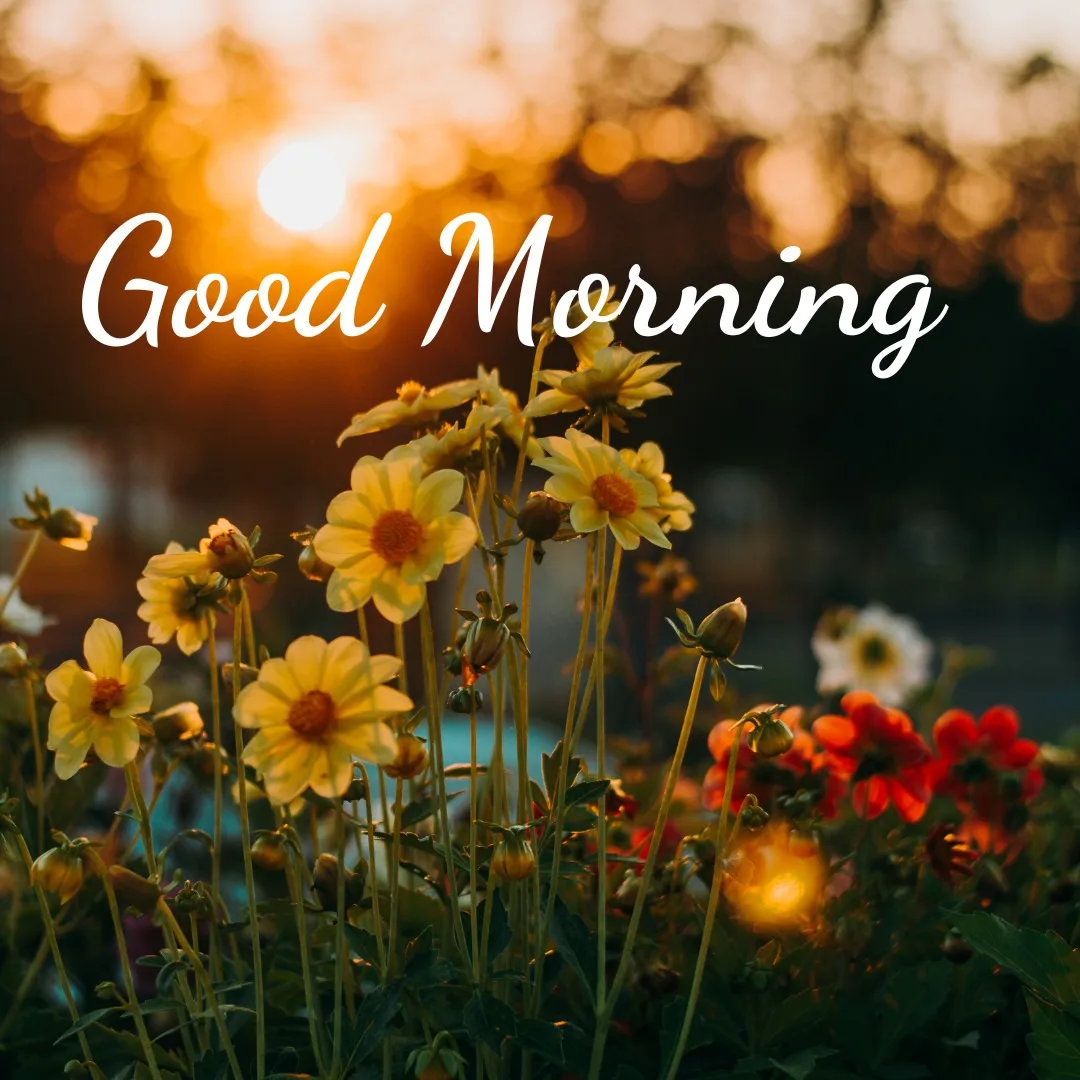 Good Morning Message With The Image Of Flowers and Sunshinr is coming through the Plants