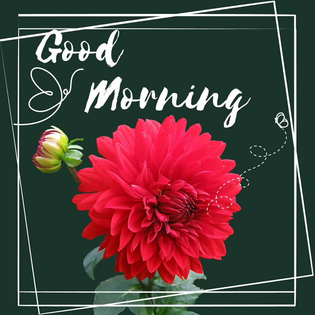 Sunrise Good Morning Images With Nature-FREE Download/ Red Dahlia with Good Morning Message