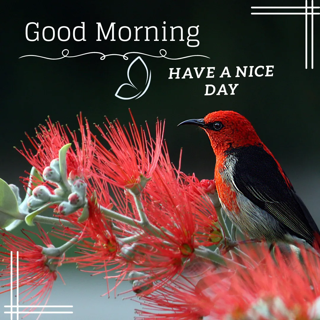 Sunrise Good Morning Images With Nature-FREE Download/Red Bird with Good Morning Image and a quote