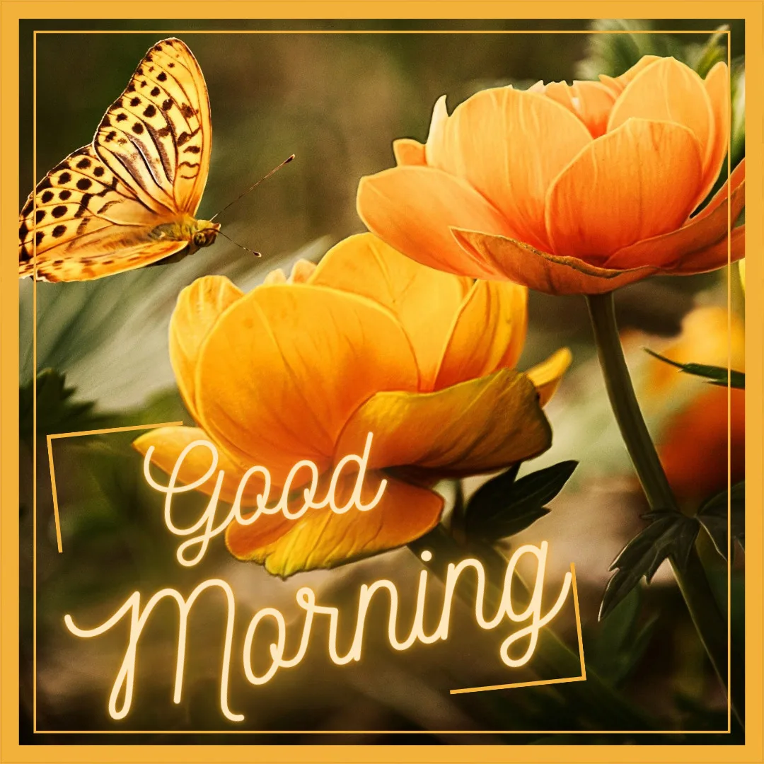 Sunrise Good Morning Images With Nature-FREE Download/Yellow Flowers and Butterfly with Good Morning Message