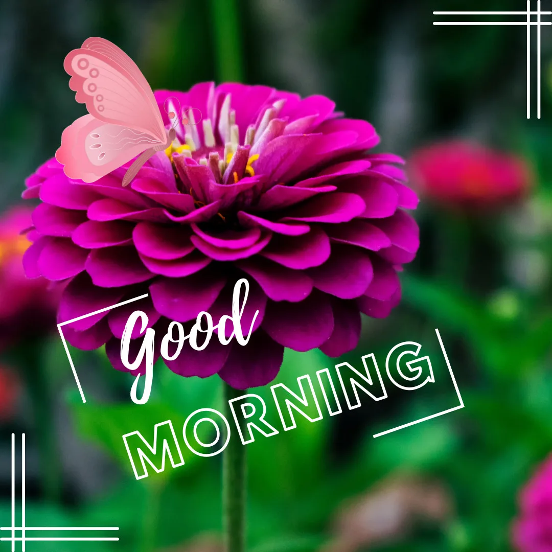 Sunrise Good Morning Images With Nature-FREE Download/Pink Dahlia and Butterfly with Good Morning Message