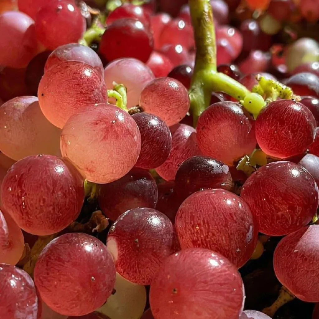 Fruit Wallpaper 4k / Red Grapes Image