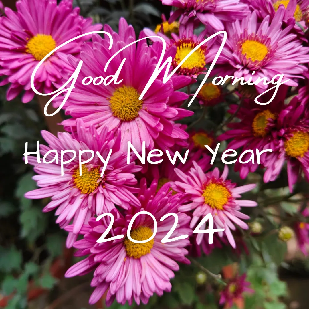 Happy New Year 2024 Images / beautiful pink flowers with good morning and new year wishes