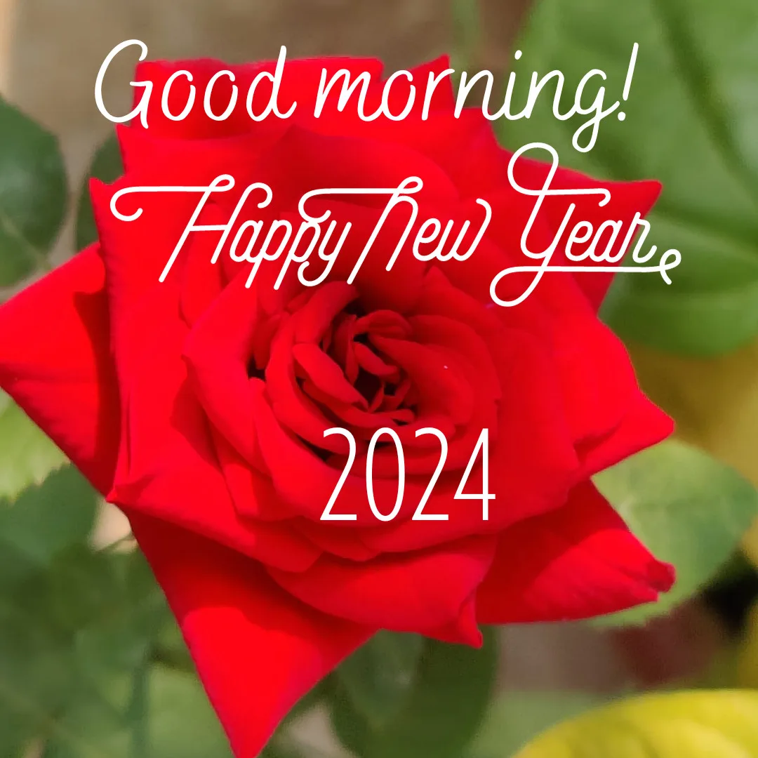 Happy New Year 2024 Images / beautiful image of rose with good morning wishes and new year wishes